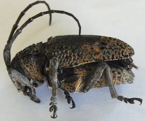 Vyeboom Boorinsek-gevaar